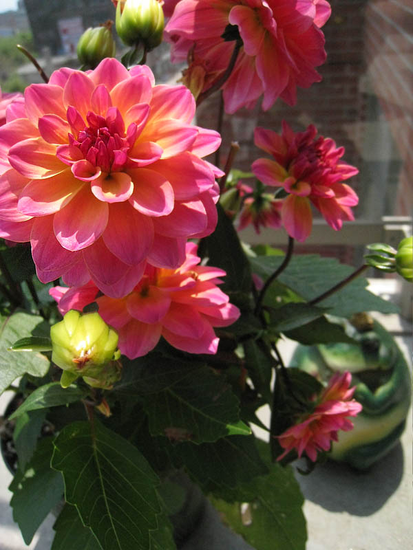 dahlias